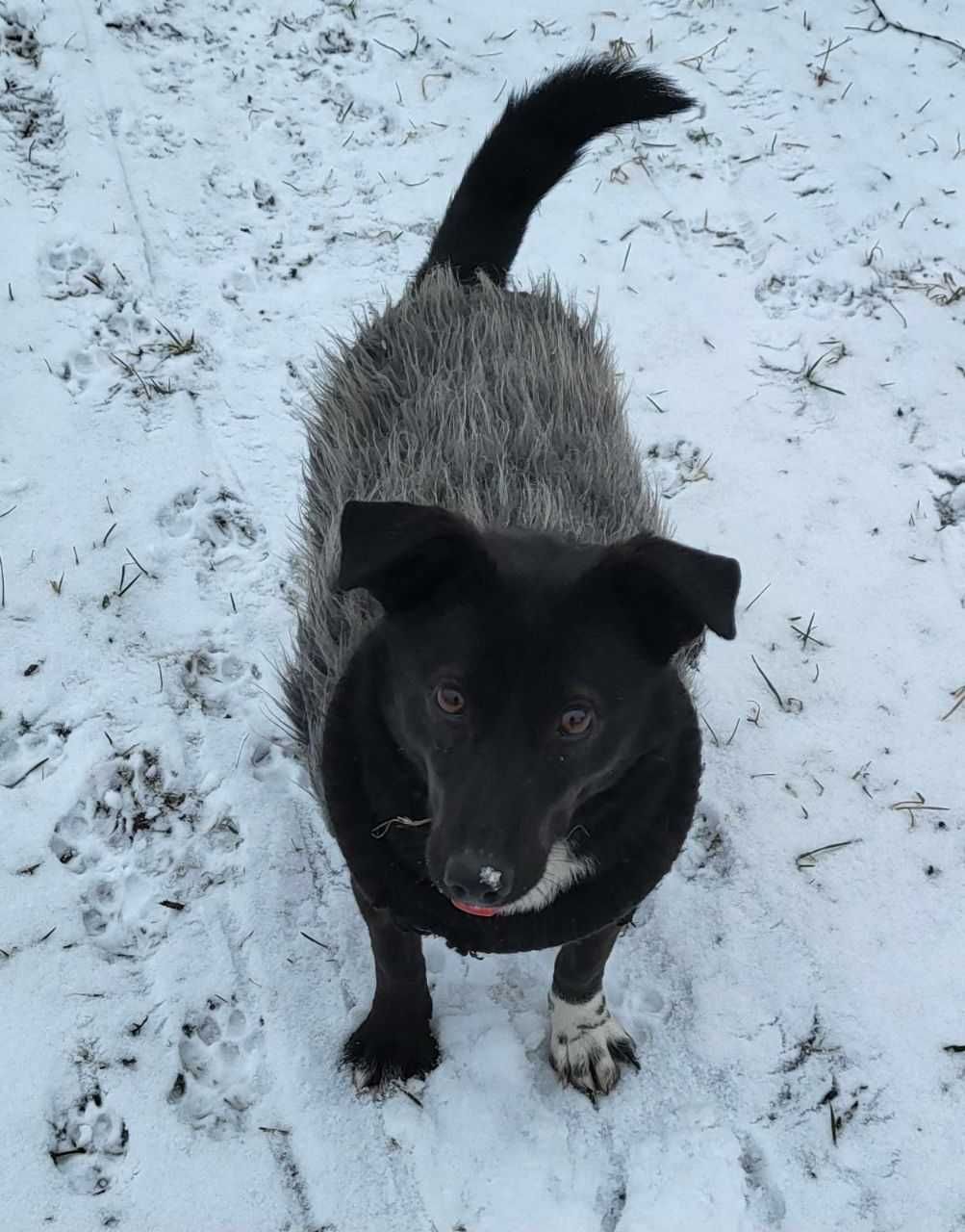 Віддам в люблячу сімью