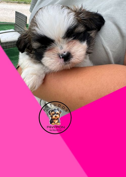 Shih Tzu de excelente linhagem
