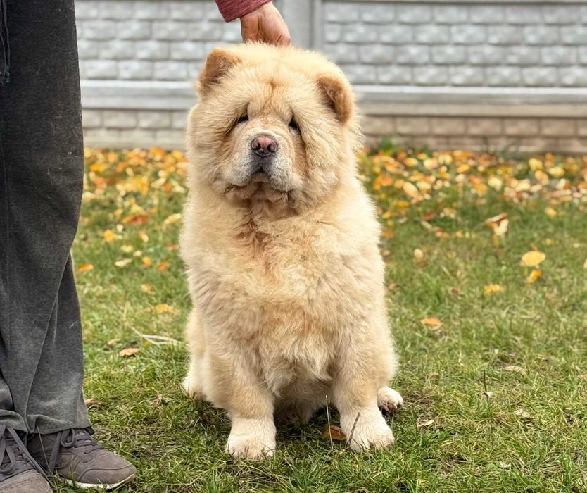 чау чау(кремовий хлопчик)