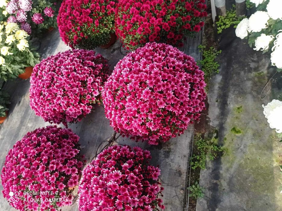 Chryzantemy drobnokwiatowe, wielkokwiatowe, jedno i 3 kolorowe