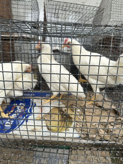 Продам курей породи біла Легорна