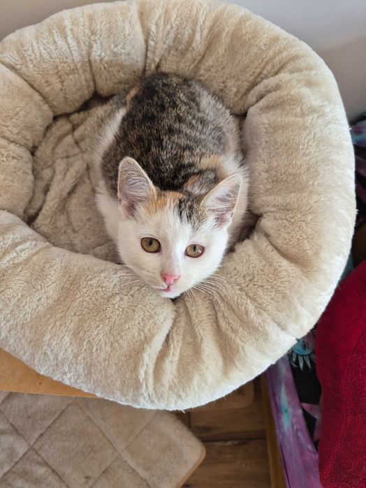 5 miesięczna trikolorka do adopcji