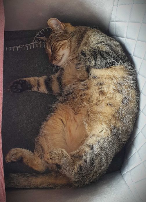 Koko szuka kochającego domku! Stowarzyszenie Częstochowa DLA ZWIERZĄT