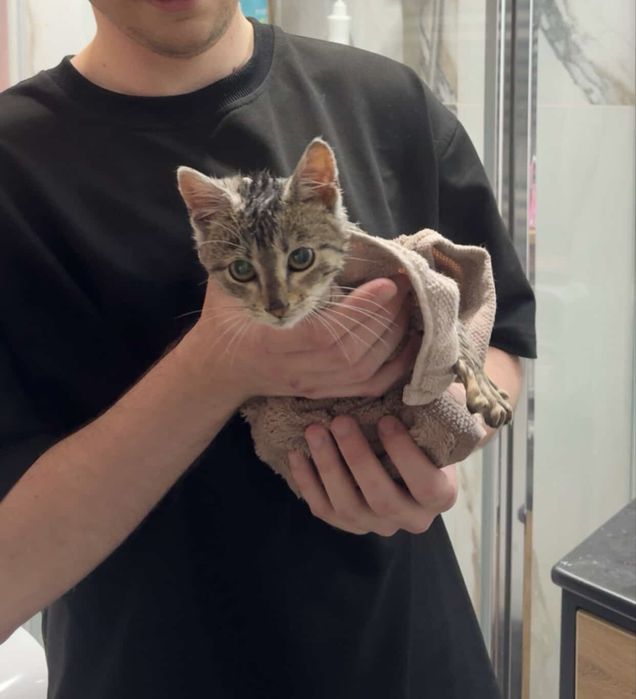 Кошка 2 місяці віддам в хороші руки безкоштовно Ужгород