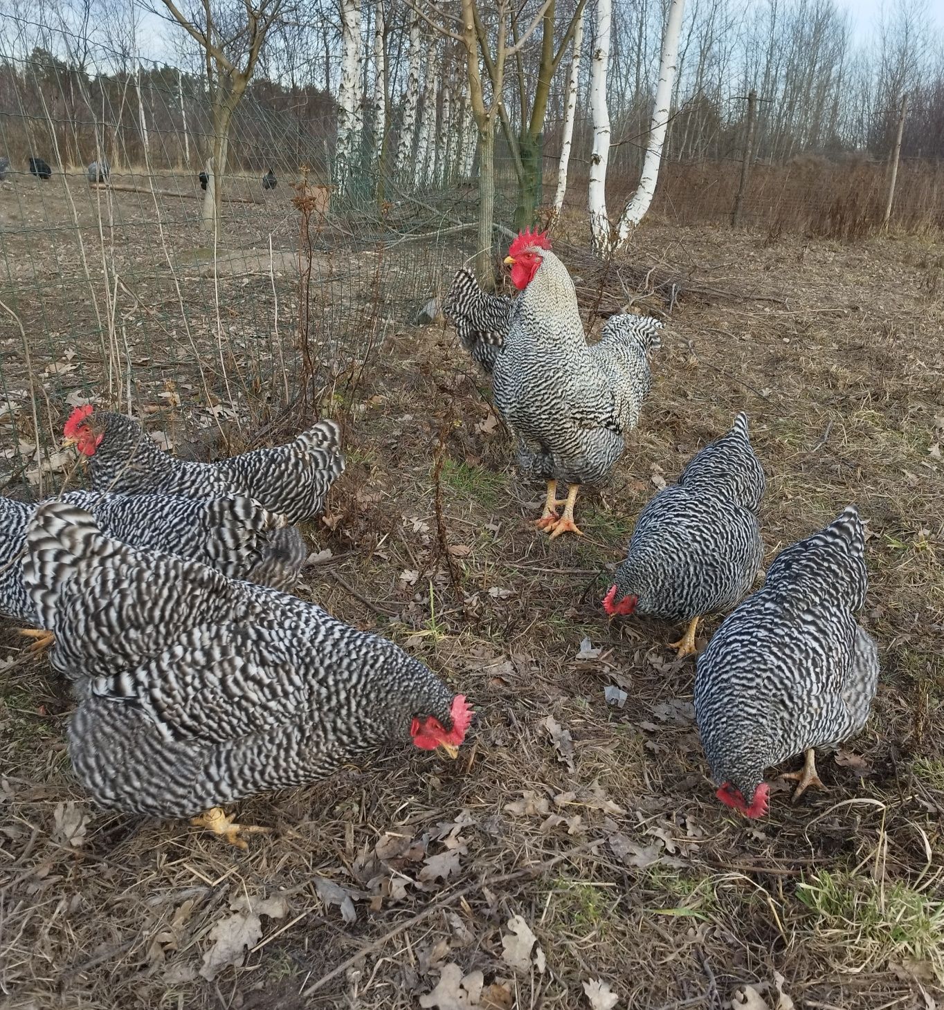Amrock - jaja lęgowe.