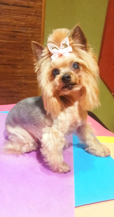 Груминг, стрижка декоративных пород собак