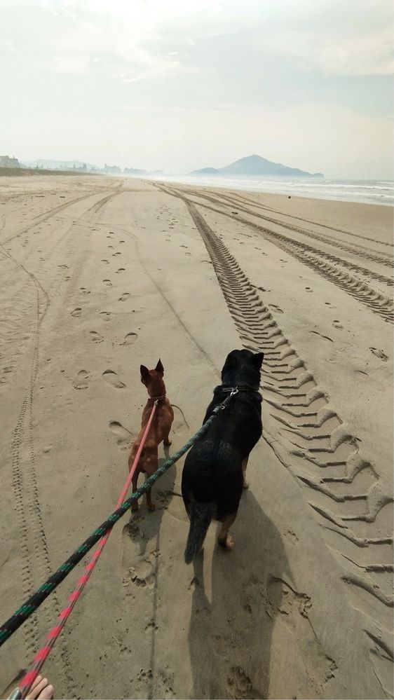 Dog walking - passear com seu cão