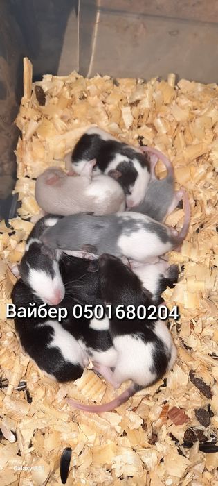 Крысята Дамбо крыса