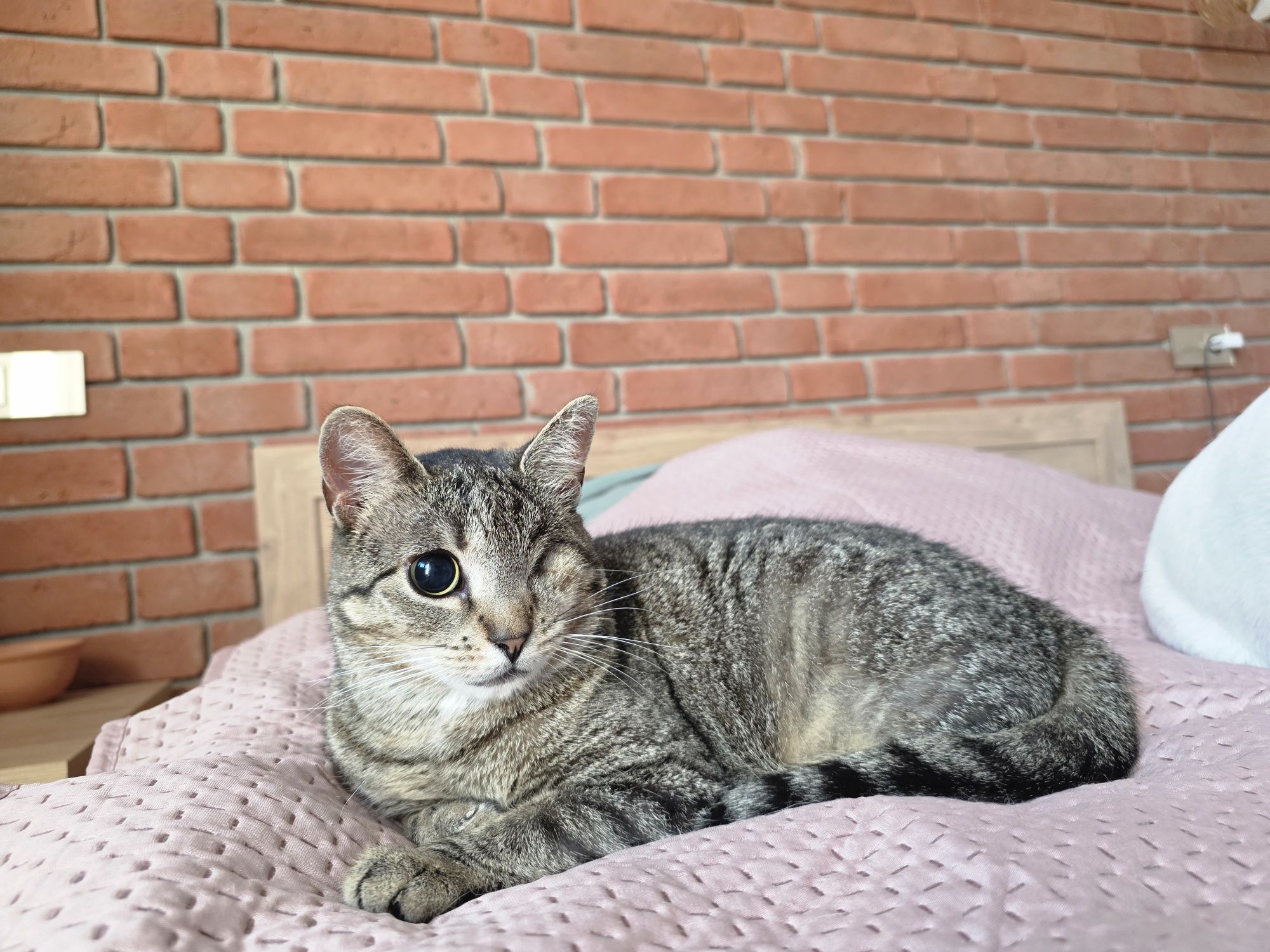 Grażynka kotka do adopcji 3 lata