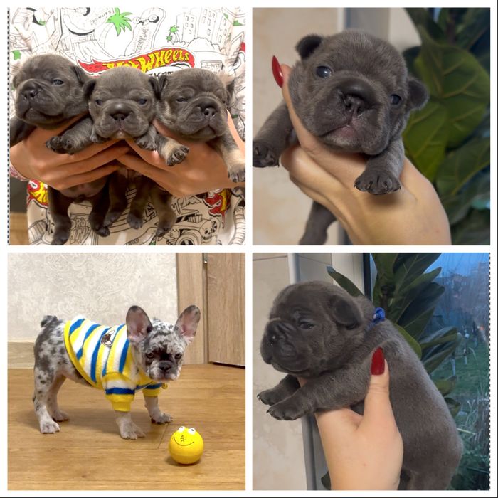 Шикарної якості цуценята французького бульдога