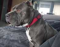 American Staffordshire Terrier Amstaff REPRODUKTOR