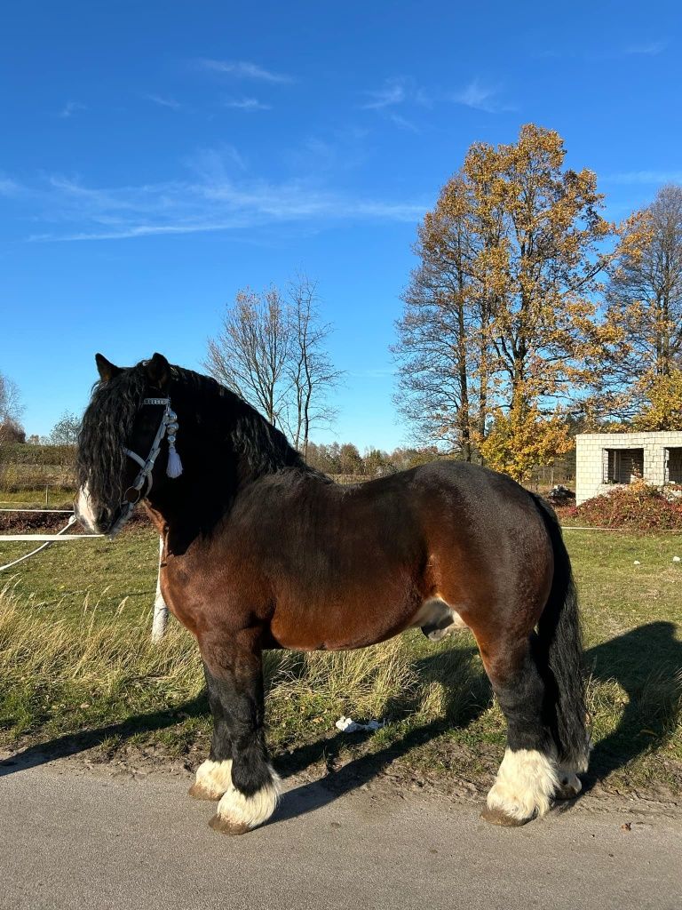 Stanówka ogierem QUREK