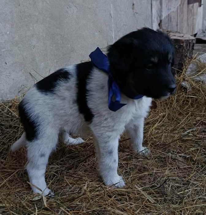 Цуценята в добрі руки