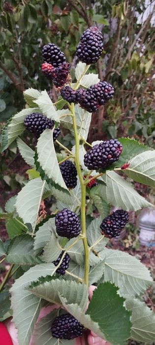 Ремонтантна не колюча ожина !