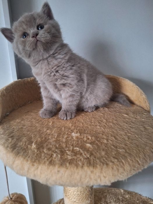 Fêmea  scottish straight