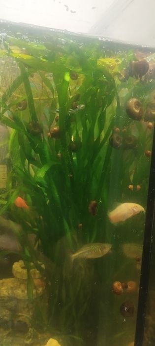 Віддам равликів катушок