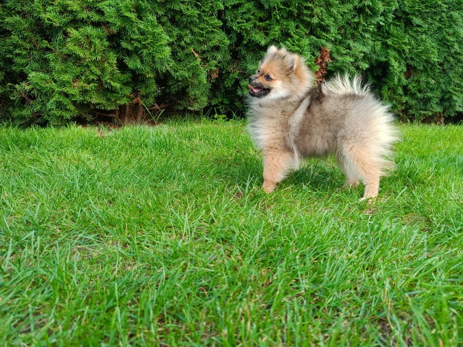 Pomeranian szpic miniaturowy, sunia mini rozmiar XS