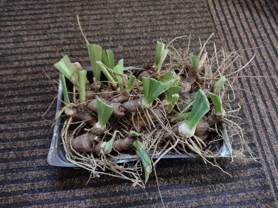 kosaćce bródkowate/irysy kolorowe