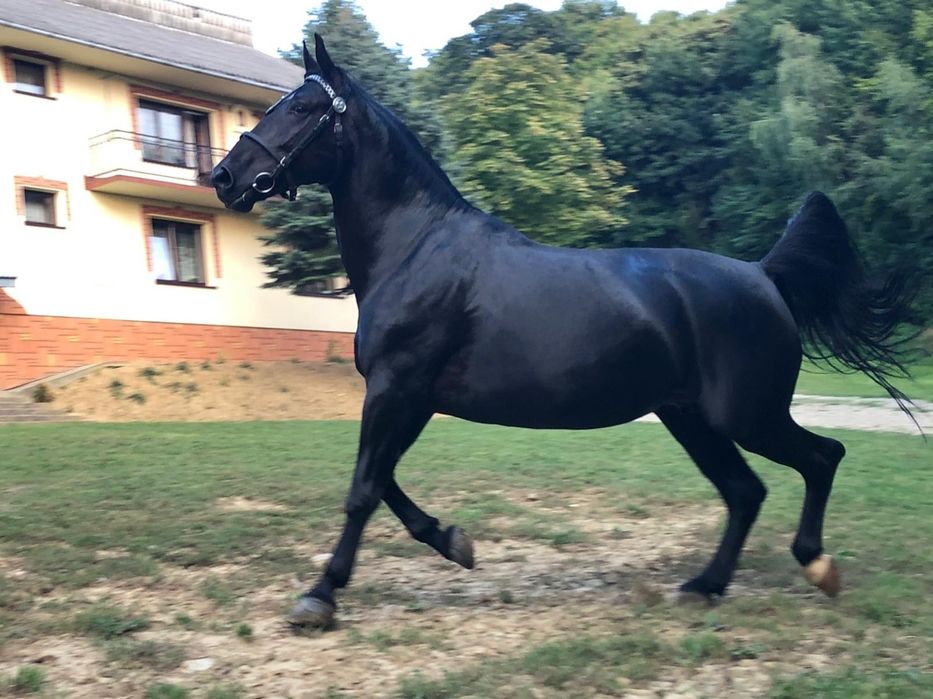 Sprzedam parę klaczy śląskich