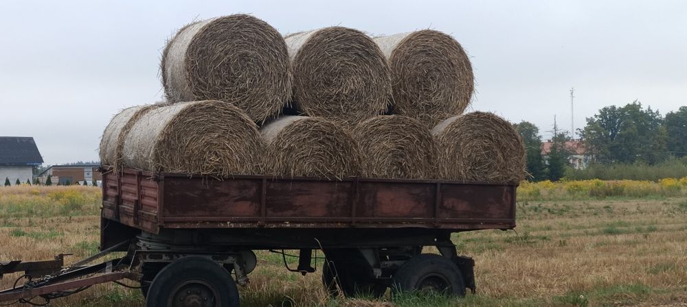 Słoma pszenna 120x120