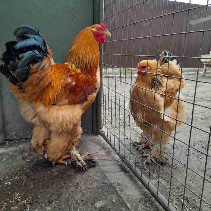 Яйця кури Брама палива і світла