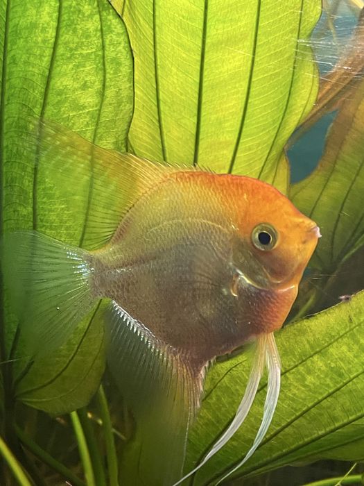 Скалярія Золото самець