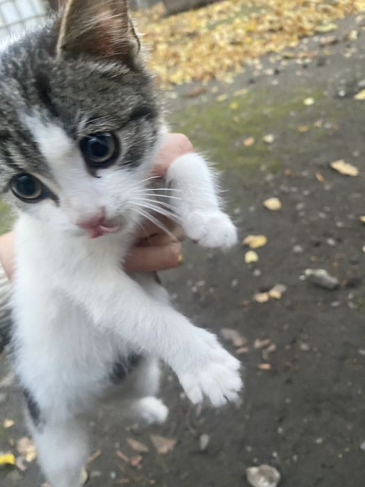 Котик безкоштовно кішка кіт