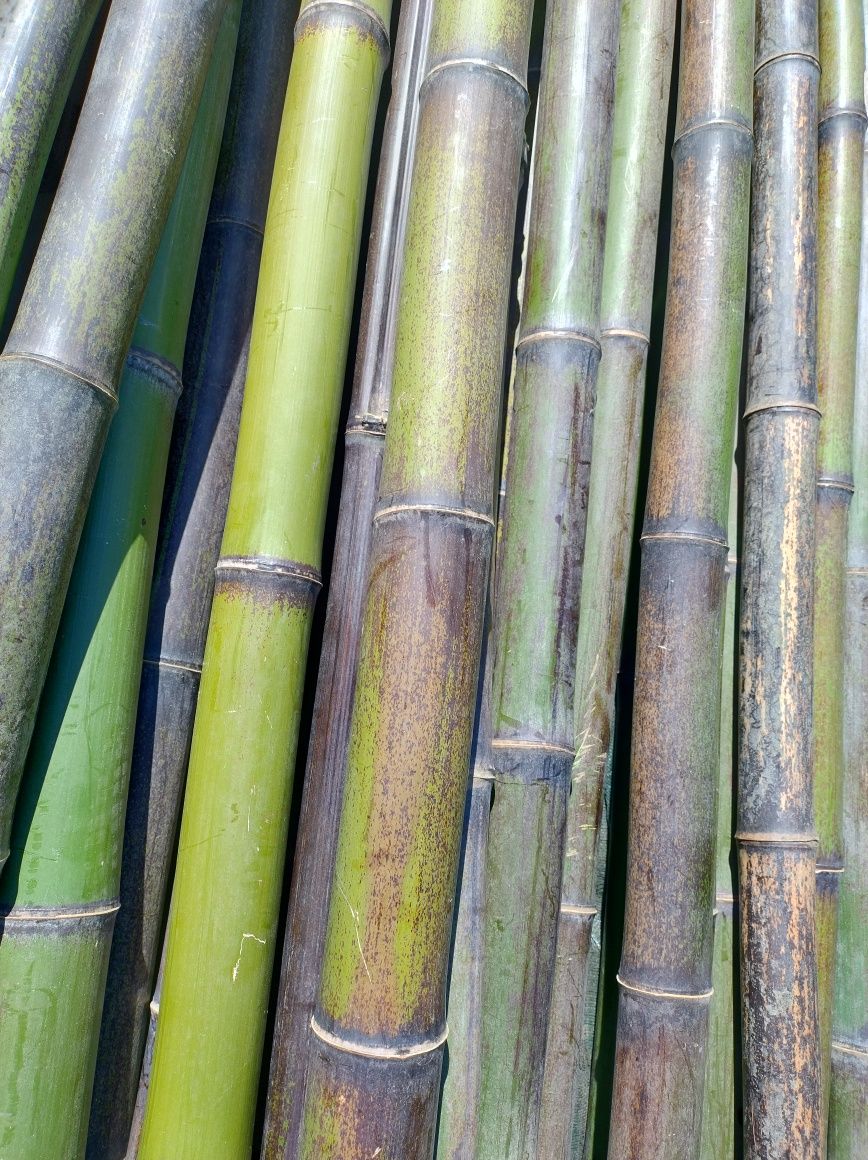 Canas de bambu à medida