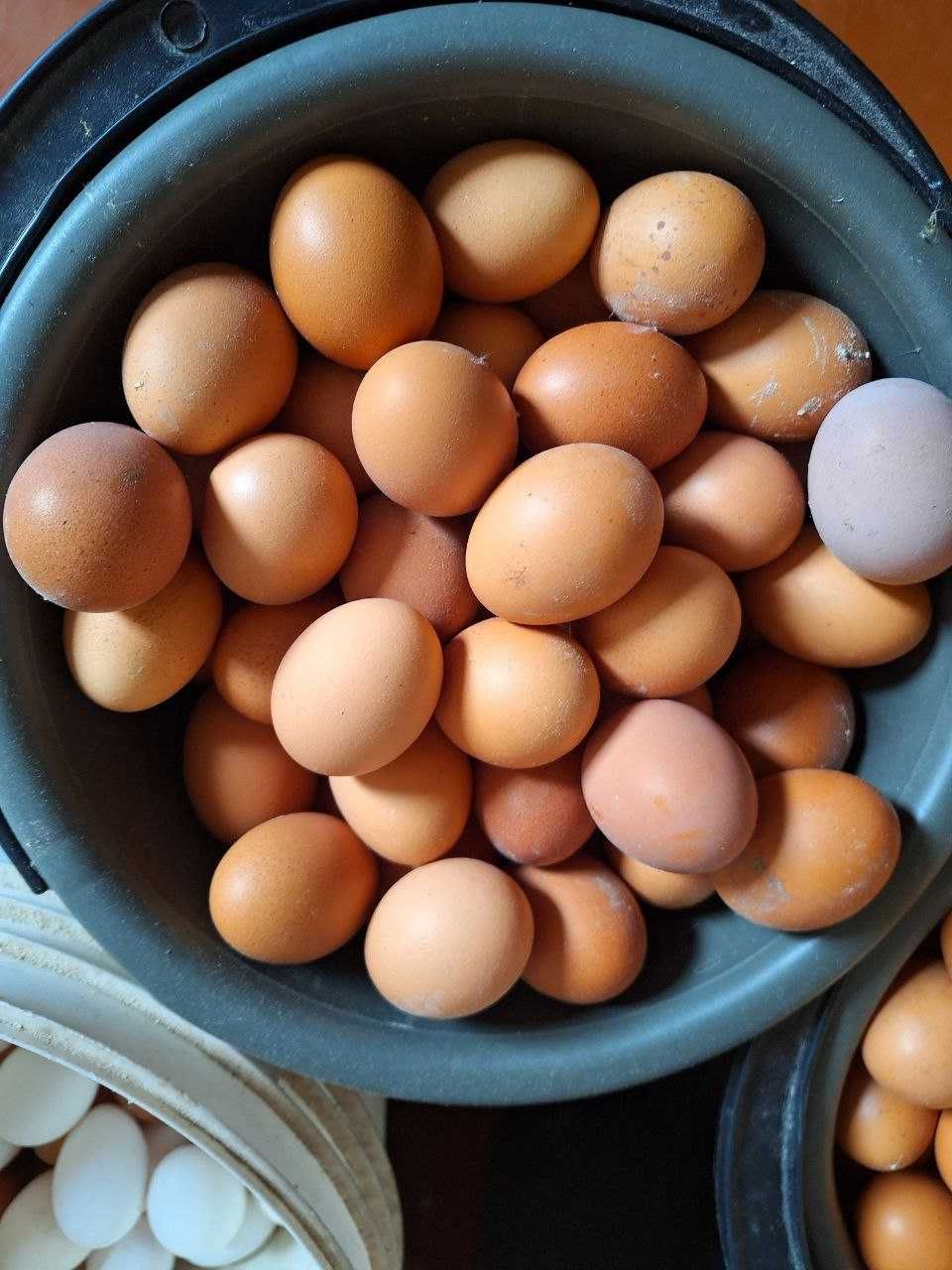 Яйцо куриное (Желательно самовывоз, возможна доставка) Яйця Курячі