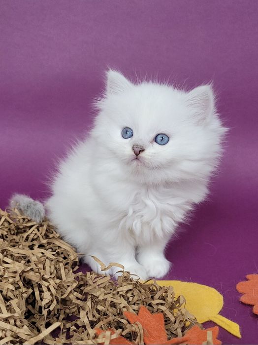 Британські кошенята срібляста шиншила поінт