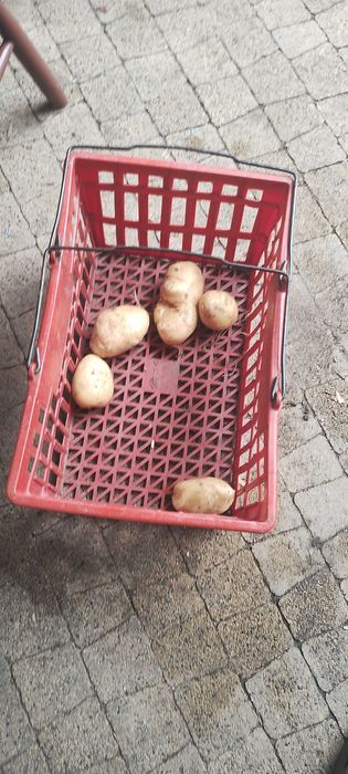 Ziemniaki jadalne IGNACY z certyfikatem eko