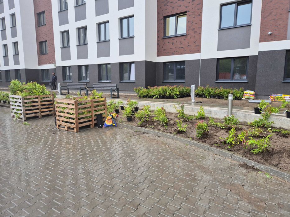 Drzewa, sadzenie drzew, nasadzenia zastępcze, klon, dąb, lipa, wiśnia