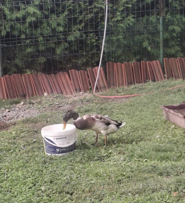 Kaczki biegusy indyjskie