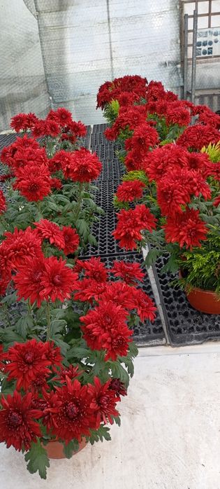 Chryzantemy Doniczkowe