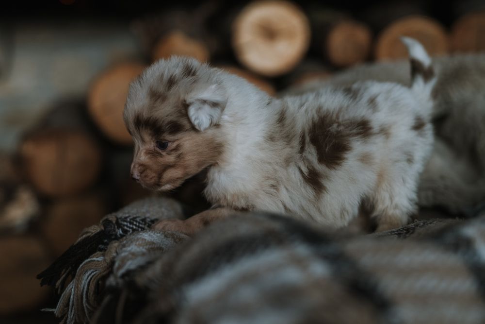 Owczarek australijski typ amerykański