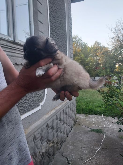 Продам хорошого пекінеса