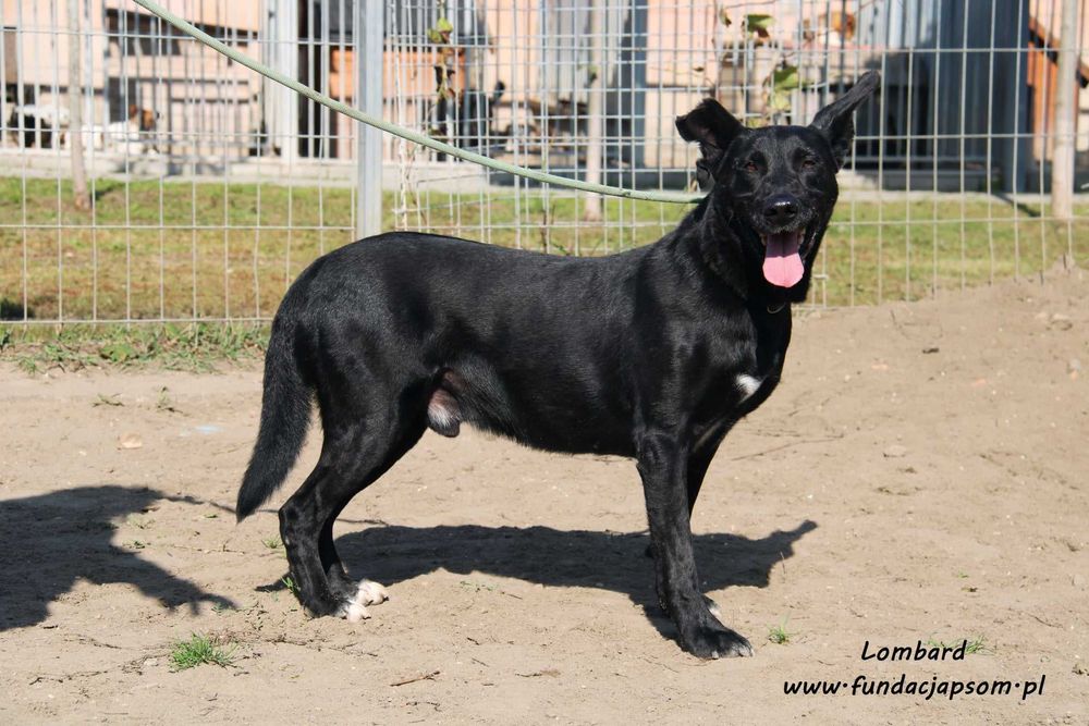 Lombard - czarny, sympatyczny pies