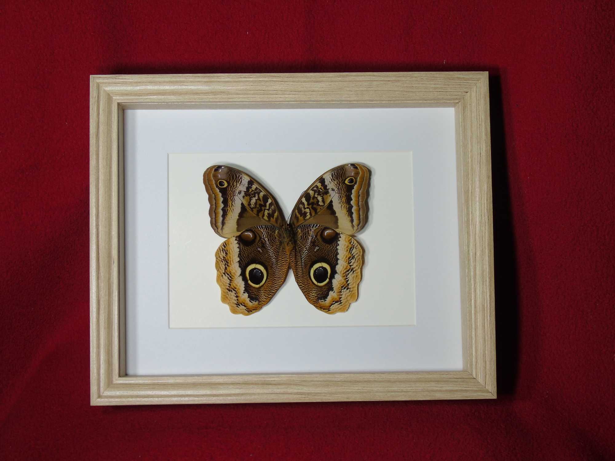 Motyl w ramce / gablotce 27x22 cm . Caligo uranus - Meksyk