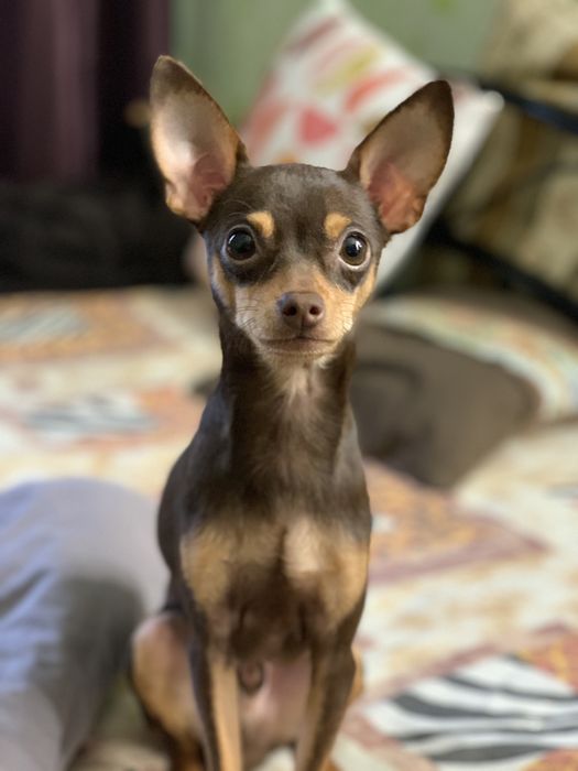 Красунчик той-терьер Річі запрошує на вʼязку)