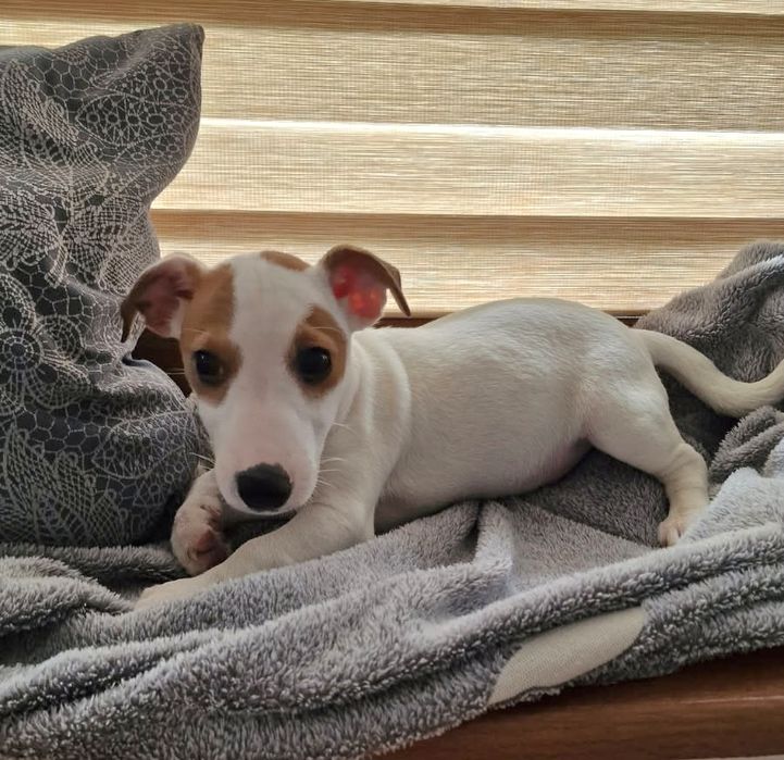 Jack Russel Terier