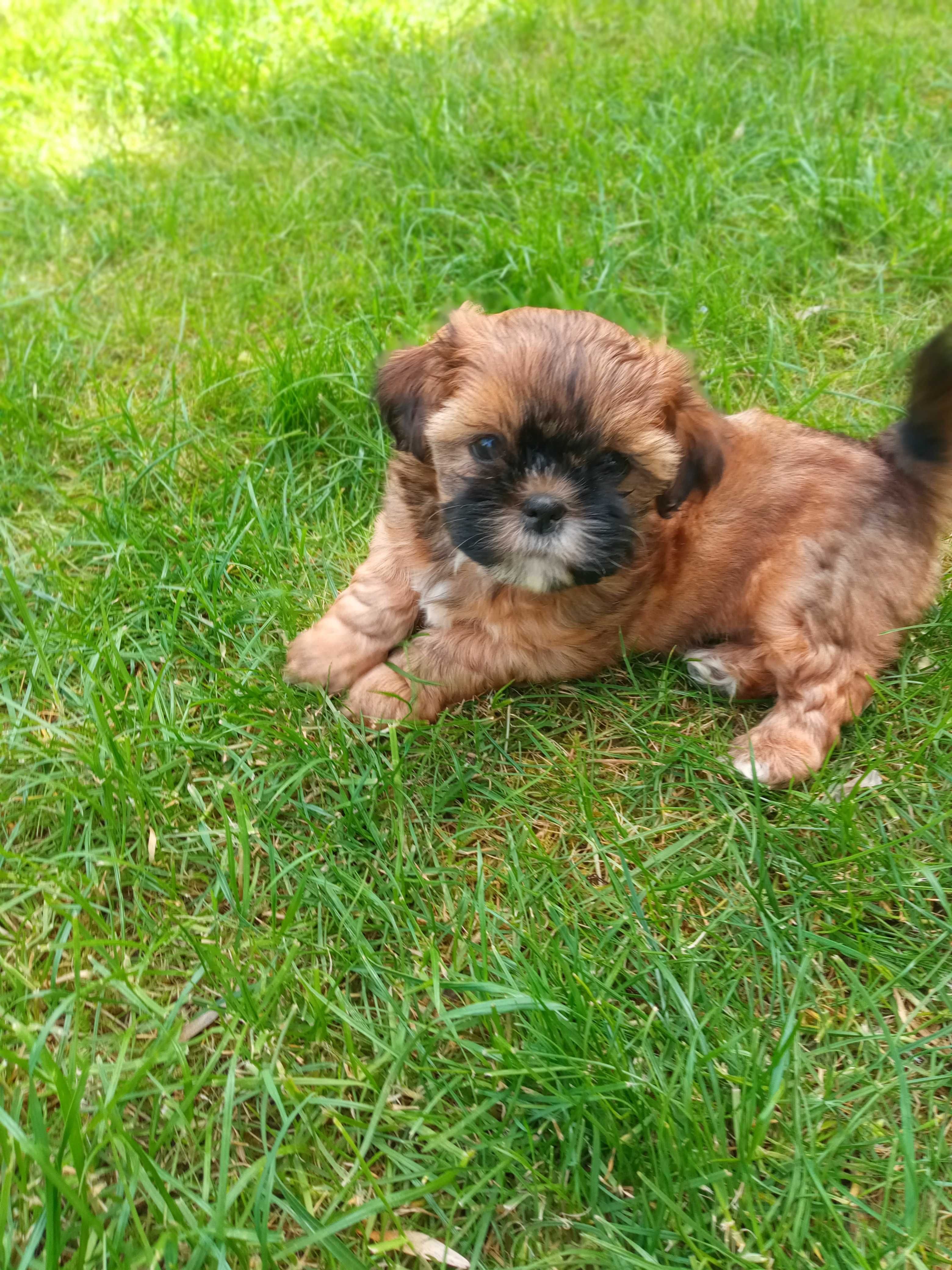 Suczka Mini Shih Tzu brązowo czekoladowa -Rodowód v pok.do odbioru