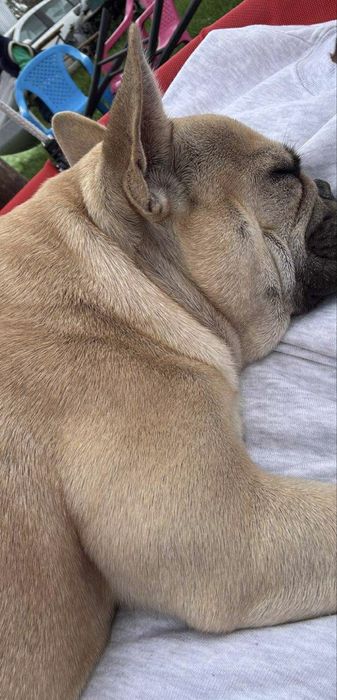 Buldog francuski sunia 2 letnia