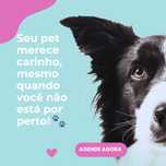 Hospedagem cães e gatos