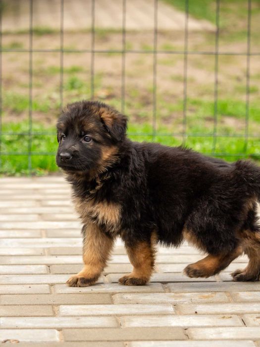 Owczarek niemiecki długowłosy – wyjątkowe szczenię