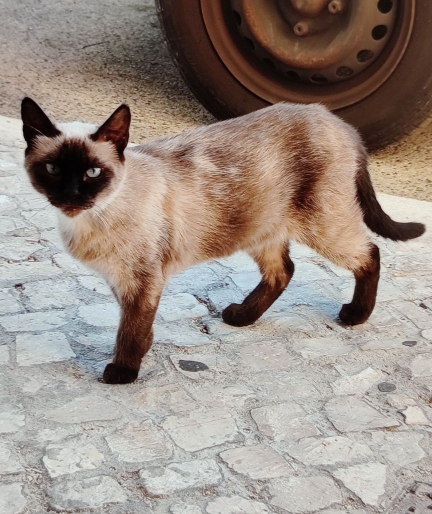 Adoção gata siamesa novinha