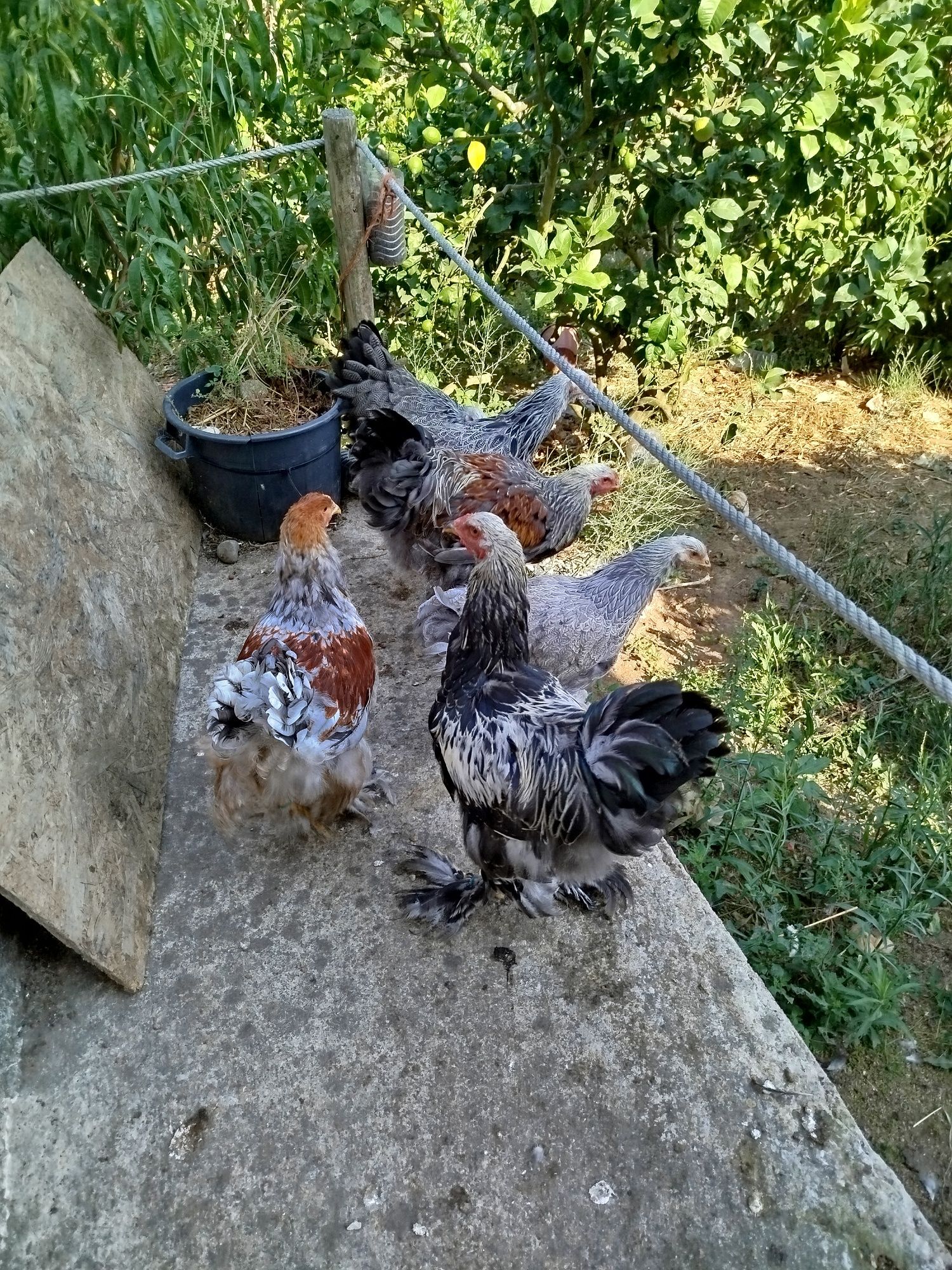 Frangos Brahma anilhados