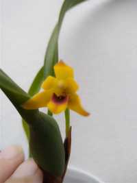 Orchidea maxillaria variabilis yellow
