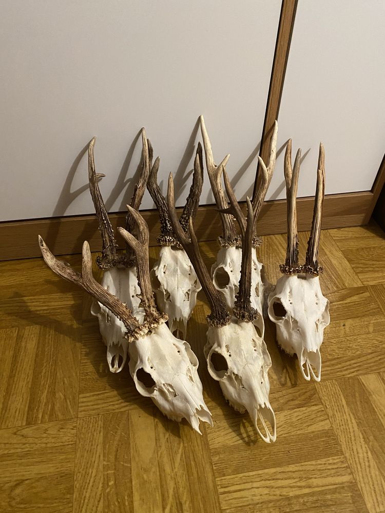 Parostki rogi kozła poroże kolekcja