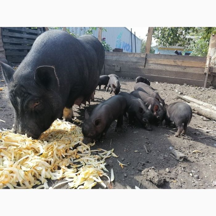 В'єтнамські поросята недорого