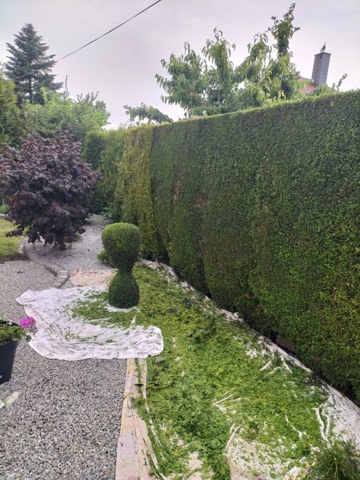 Przycinanie tui,krzewów i żywopłotów. Koszenie trawy .